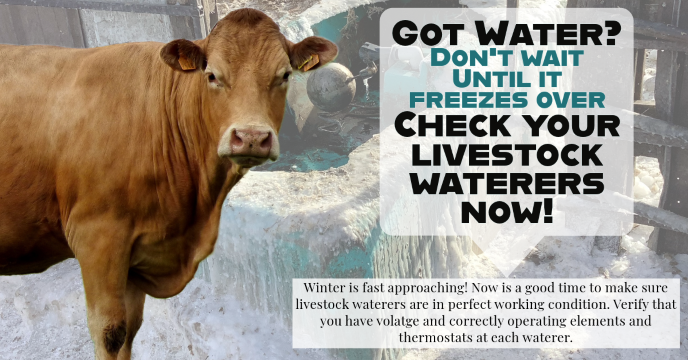 Cow by frozen water tank